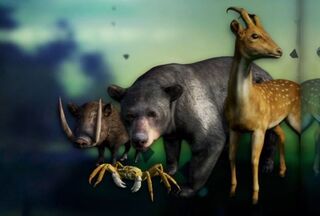 Wildlife