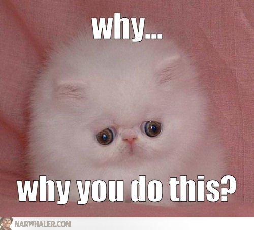 What kind of music you like? - Page 3 Why-why-you-do-this-lolcats-p9rJzP