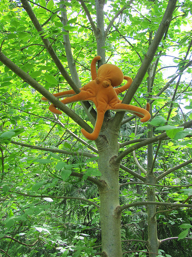 the pacific northwest tree octopus
