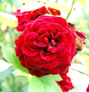 Rosa Fleur