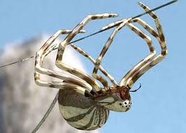 silverback spider silverback spider