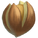 Hickory Nut