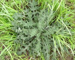 Bull thistle