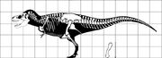 Rexfemur
