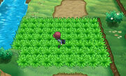 WildGrassKalosVersion