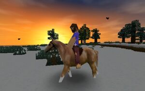 Rider
