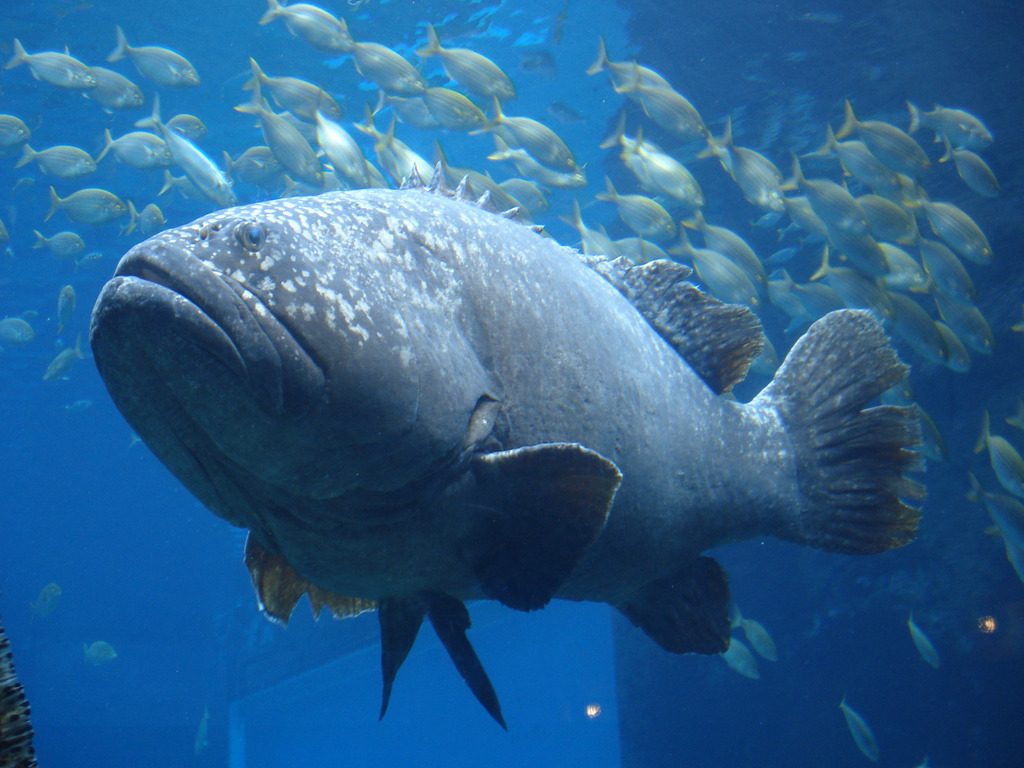 Giant Grouper Marine Wiki