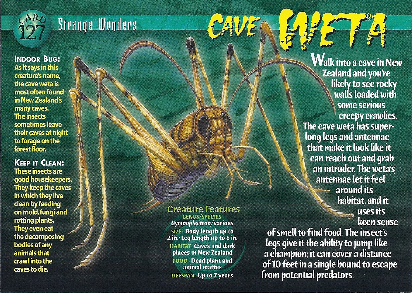 Cave Weta Wierd N'wild Creatures Wiki