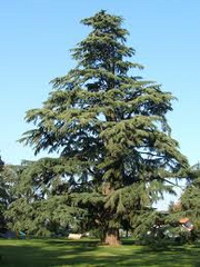 Cedro