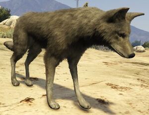 Coyote-GTAV