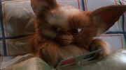 Gizmo-gremlins 480x270