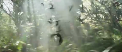 Jabberjays