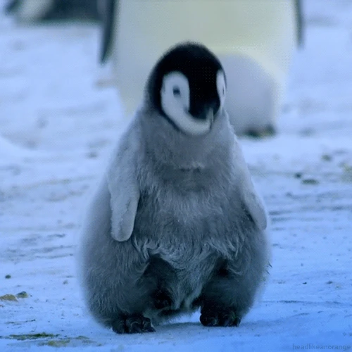 Penguin.gif