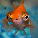 150px-Avatar5.jpg