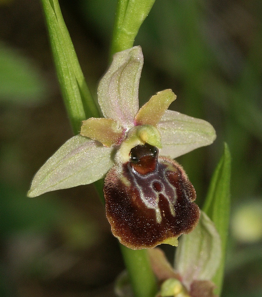 Ophrys x aschersonii