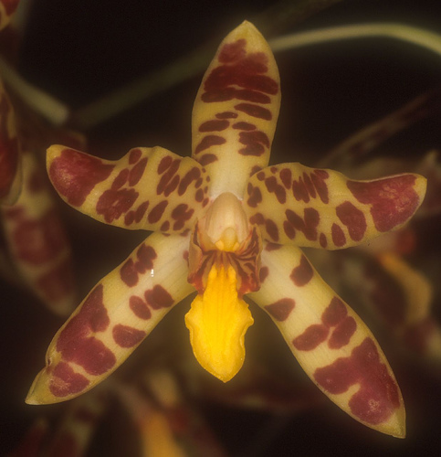 Ansellia africana - Orchids Wiki