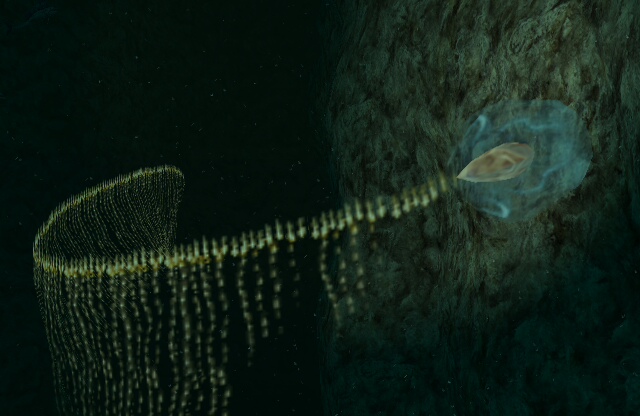 Siphonophora - Giant Siphonophore