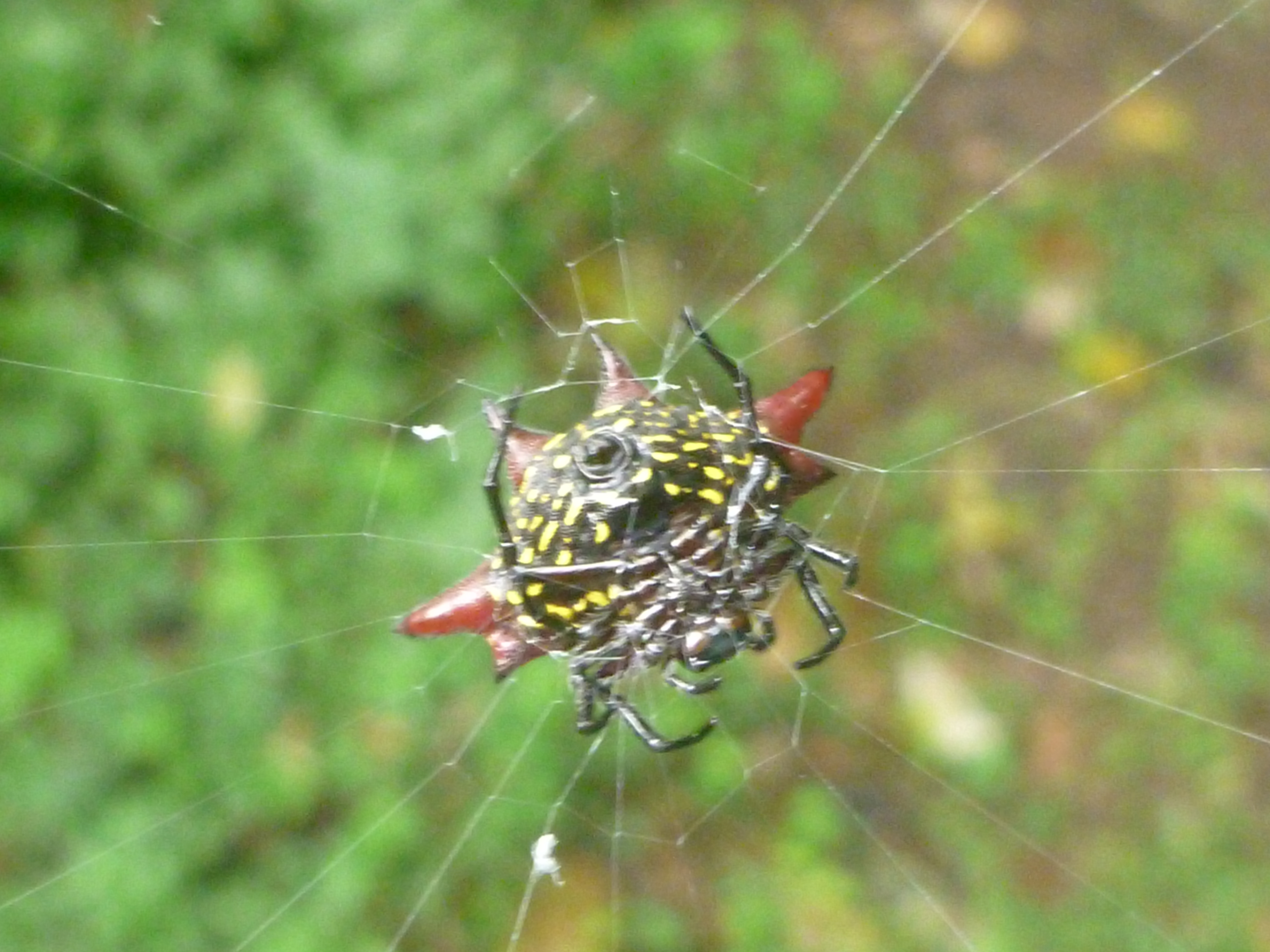 Kite Spider (Gasteracantha cancriformis) - Spidapedia Wiki